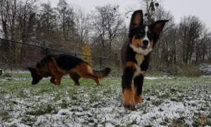 ayla-fee-wanna-herder