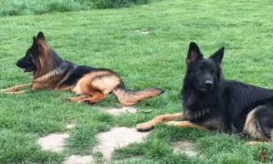 ayla-lupo-veldje