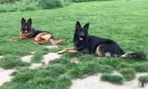 ayla-lupo-veldje2
