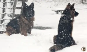 ayla-zara-sneeuw