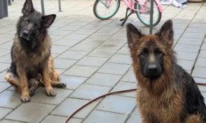 ayla-zara-wassen