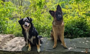 charlie-zara