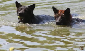 lupo-ayla-bal