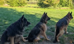 lupo-zara-ayla