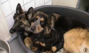 schadow-phebie-mand