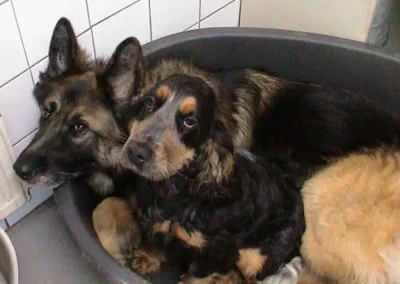 schadow-phebie-mand