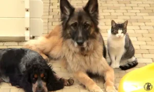 schadow-phebie-rana