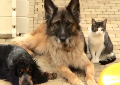 schadow-phebie-rana