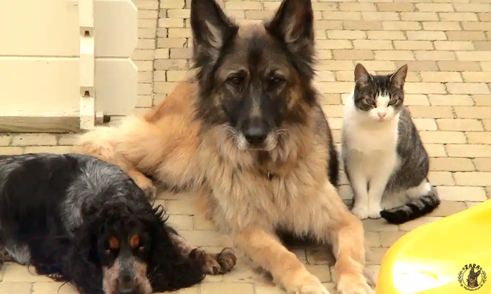 schadow-phebie-rana