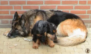 schaduw-phebie-slapen
