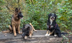 zara-ayla-charlie