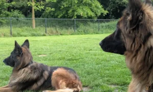 zara-ayla-veldje