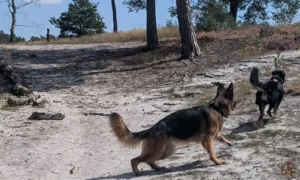 zara-charlie-hei