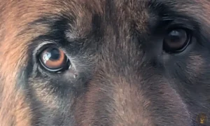 zara-ogen