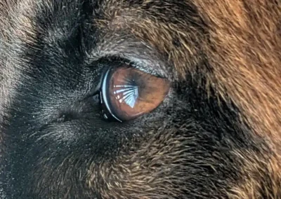 zara-oog