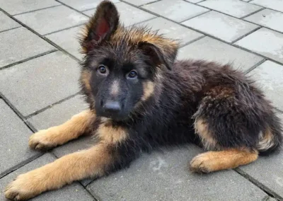 zara-pup-tegels