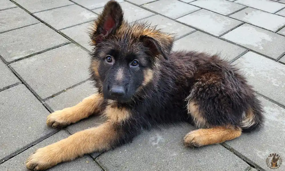 zara-pup-tegels zara-pup-tegels
