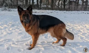zara-sneeuw