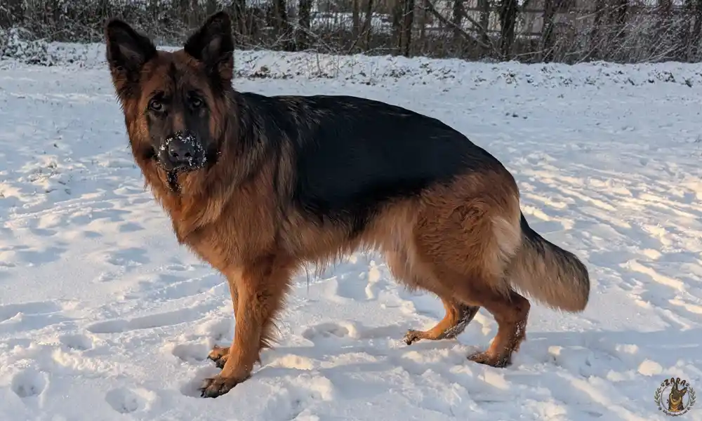zara-sneeuw