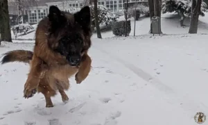 zara-sneeuw2