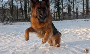 zara-sneeuw3