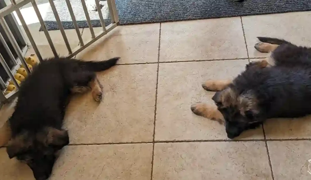 De eerste week met een Duitse Herder pup — wat niemand je vertelt