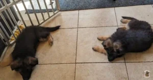 eerste week Duitse Herder pup