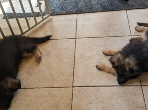De eerste week met een Duitse Herder pup — wat niemand je vertelt