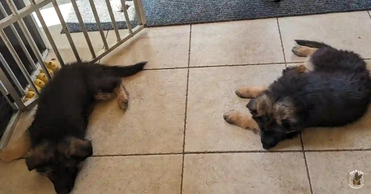 blog-00004a eerste week Duitse Herder pup