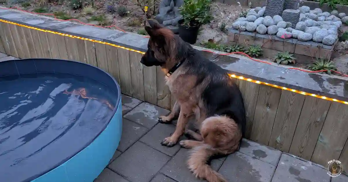 Duitse Herder hitte zomer