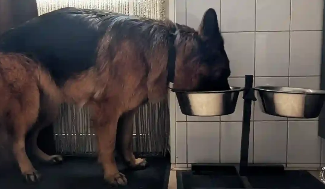 Feeding Your German Shepherd — Kibble, BARF, or Fresh Food: What Works for Your Dog?