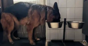 Duitse Herder eet uit roestvrijstalen bak met kwaliteitsbrokken — voedingstips van Silly Shepherds