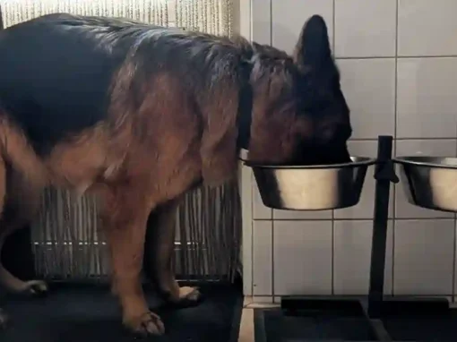 Feeding Your German Shepherd — Kibble, BARF, or Fresh Food: What Works for Your Dog? Feeding Your German Shepherd — Kibble, BARF, or Fresh Food: What Works for Your Dog?