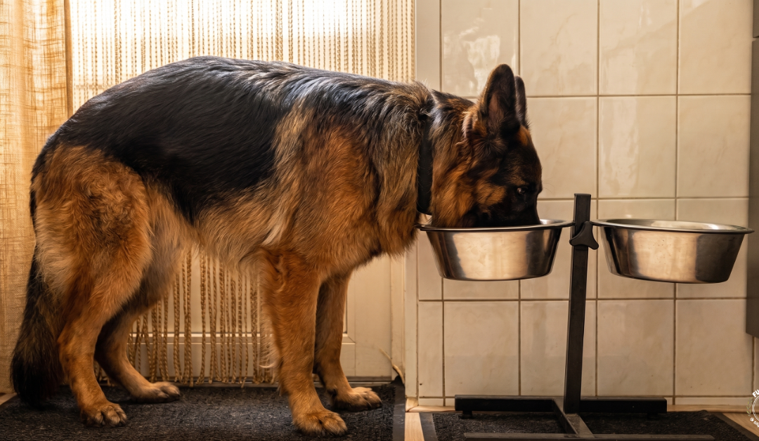 Voeding van de Duitse Herder — brokken, BARF of vers: wat werkt écht?