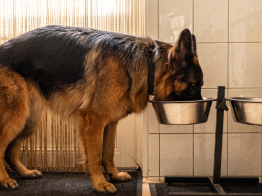 Voeding van de Duitse Herder — brokken, BARF of vers: wat werkt écht?