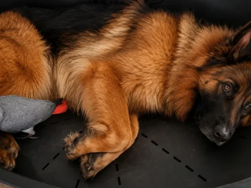 De Duitse Herder en andere huisdieren — hond, kat, vogel en meer
