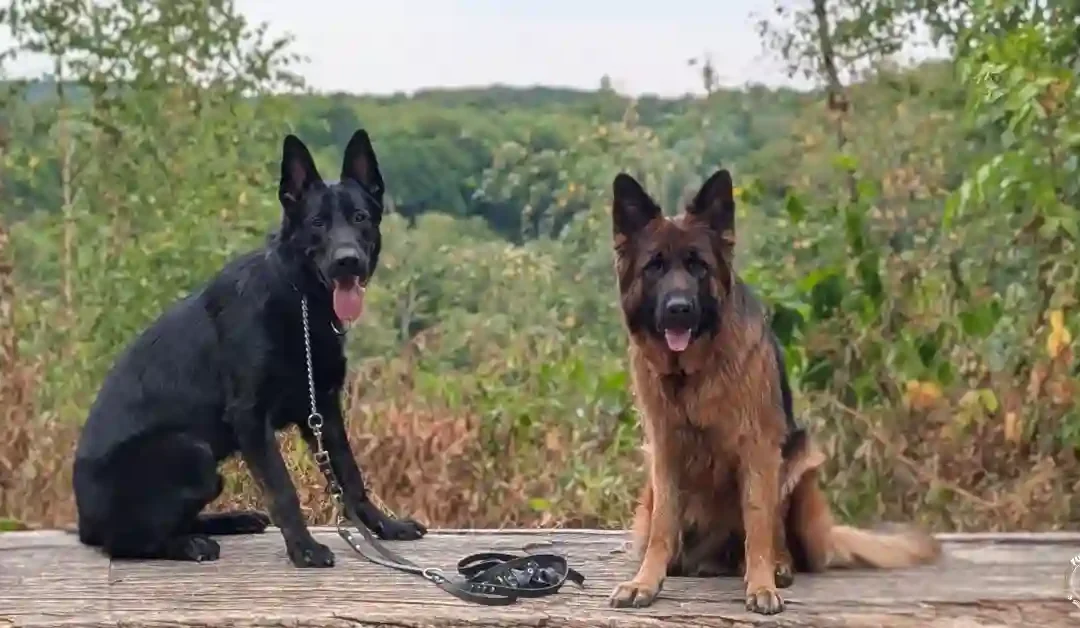 Odin week 1 — van ongeleid projectiel naar veelbelovende hond