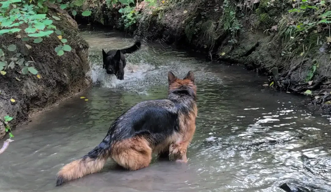 Odin week 2 — één stap vooruit, twee terug, en dan toch de dierenarts
