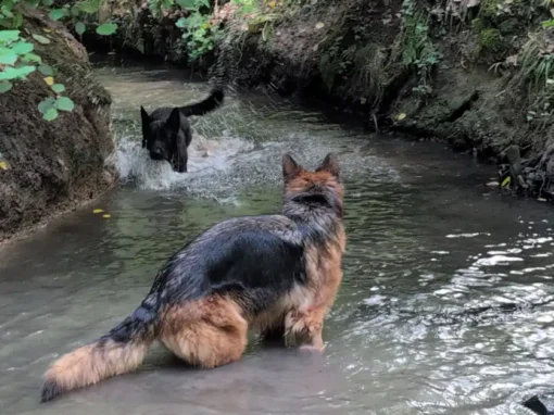 Odin week 2 — één stap vooruit, twee terug, en dan toch de dierenarts
