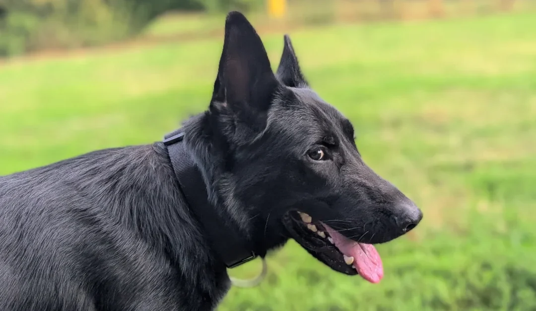 Odin week 3 — drie weken verder en het kwartje begint te vallen