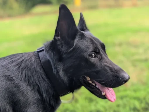 Odin week 3 — drie weken verder en het kwartje begint te vallen