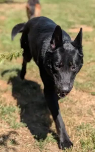 odin-01082026
