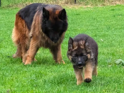 Teaching Your Dog to Respond to Their Name — The Foundation of Attention Teaching Your Dog to Respond to Their Name — The Foundation of Attention
