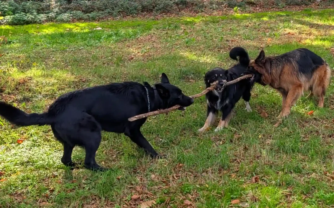 Odin week 5 — de week dat er een vreemde hond in mijn armen vloog