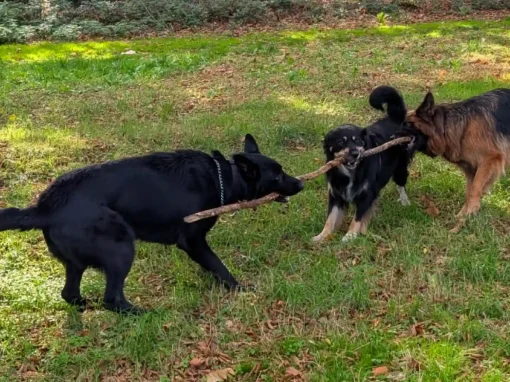 Odin week 5 — de week dat er een vreemde hond in mijn armen vloog