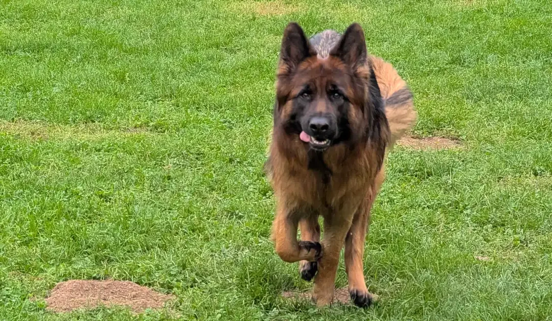 Odin semaine 9 — un film avec un chien nommé Odin, et Zara qui joue les reines