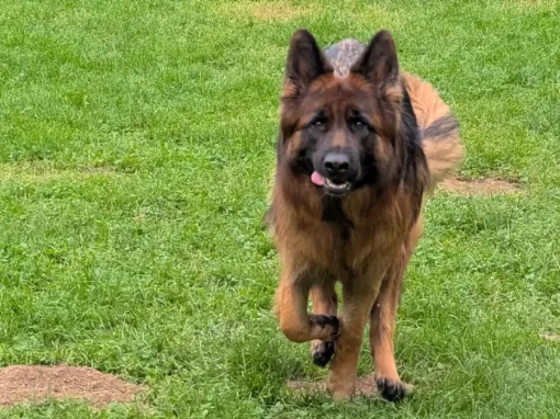 Odin week 9 — een film met een hond die Odin heet, en een Zara die de Queen uithangt