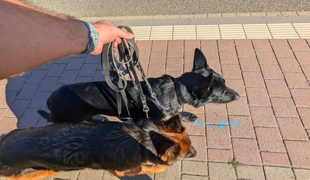Hond trekt aan de lijn? De slappe lijn-methode stap voor stap