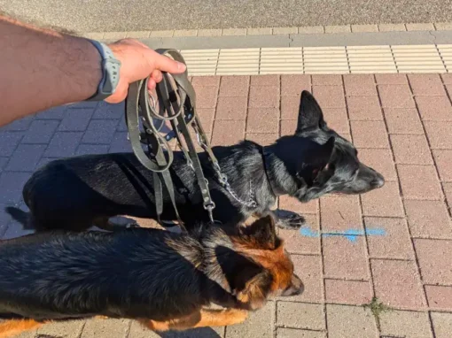 Dog Pulling on the Leash? Loose-Leash Training Step by Step Dog Pulling on the Leash? Loose-Leash Training Step by Step